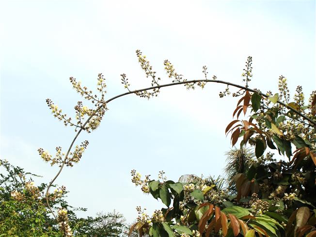 Hiptage benghalensis